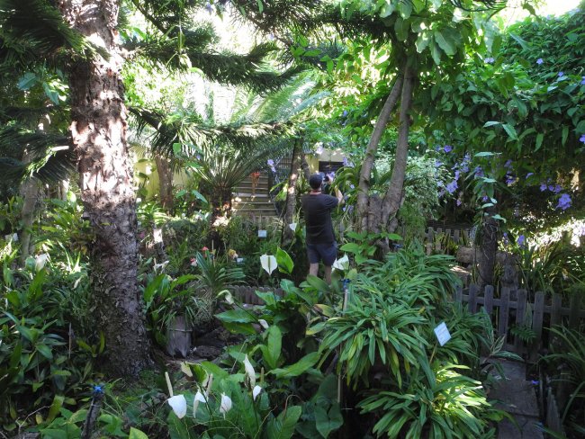 Tolle Pflanzenwelt - Hotel Porto Mare - Funchal Tolle Pflanzenwelt