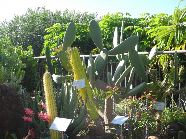 Kakteen - Hotel Porto Mare - Funchal Kakteen