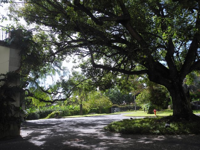 Garten - Hotel Quinta da Casa Branca - Funchal Garten