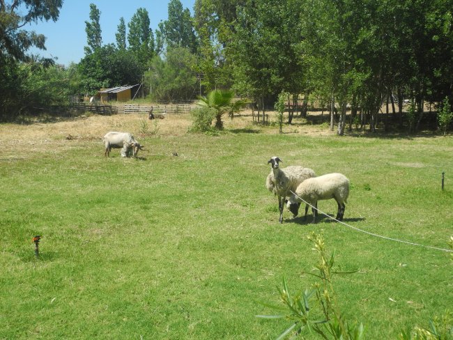 Tiere auf dem Hotelgelände - Hotel Pyli Bay & Garden - Marmari Tiere auf dem Hotelgelände