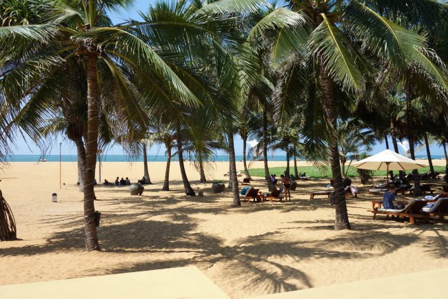 Palmenstreifen - Hotel Jetwing Beach - Negombo Palmenstreifen