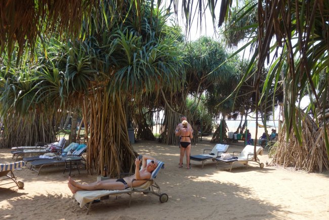 Liegen am hoteleigenen Strandbereich - Hotel Coco Royal Beach - Kalutara Liegen am hoteleigenen Strandbereich