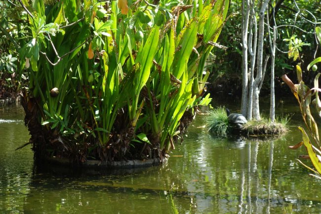 Schildkröten im Teich - Hotel Tangerine Beach - Kalutara Schildkröten im Teich