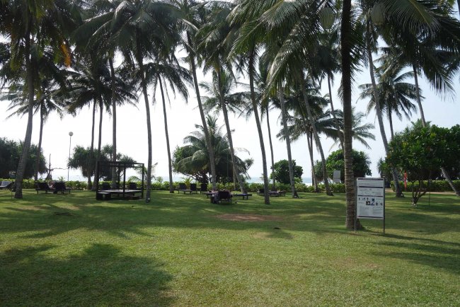 Palmen - Hotel Avani Bentota Resort & Spa - Bentota Palmen