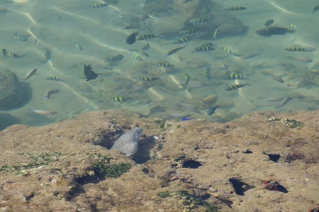 Muränen - Hotel Citrus Hikkaduwa - Hikkaduwa Muränen