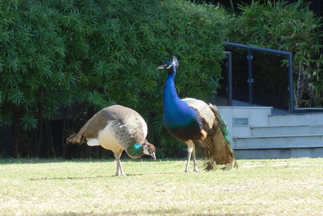 Pfaue - Hotel Le Royal Meridien Beach Resort & Spa - Dubai Pfaue