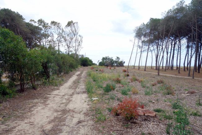 Weg zum Strand - Gran Torre Hotel Sporting Club - Cabras Weg zum Strand