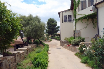 Viele Pflanzen Viele Pflanzen