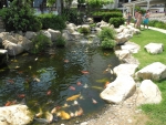 Teich mit Koi-Karpfen