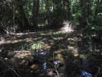 Überfluteter Wald