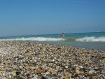Viele Muscheln