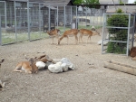 Zoo