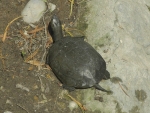 Schildkröten
