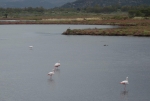 Flamingos