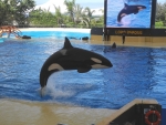 Loro Parque in der Nähe