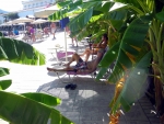 Bananen nahe dem Pool