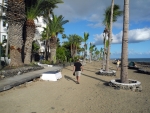 Palmen am Strand