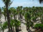 Streifen mit Palmen zwischen Hotel und Strand