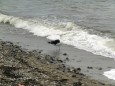 eine Seemöwe am Strand von Rostock