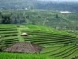 Jimbaran - Reisplantagen