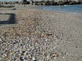 Muscheln am Strand