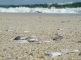 Grobkörnig mit Muscheln