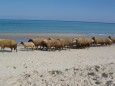 Schafe am weißen Sand von Chott Meriem