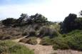 Büsche und Bäume am Strand