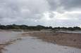 Viele Meerespflanzen am Strand