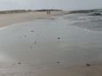 Novo Sancti Petri Playa la Barrosa an der Costa de la Luz
