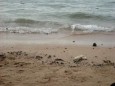 Schmutz am Strand, aber wenn man sucht findet man sowas überall