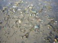 Kuta - Müll auf ganzen Strand verteilt