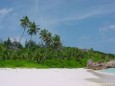 Grüne Palmen am Strand