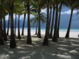 Palmengruppe am White Beach, Philippinen