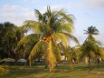 Palmen am Strand von Varadero