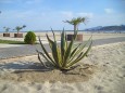 Keramoti - Strand mit schönen Pflanzen und Holzwegen