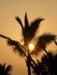 Sonnentankende Palme in Zentralperu