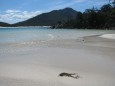 Wineglass Bay - Coles Bay glasklares und sauberes Wasser