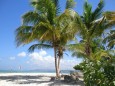 Traumstrand mit riesigen Palmen auf Tobago
