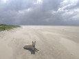 Wo der Name Hundestrand nur herkommen mag