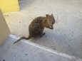 Quokka