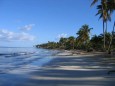 Palmenallee am Playa Cozon in der Dominikanischen Republik