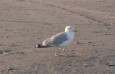 Eine Möwe auf der Insel Borkum