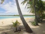 Palmen am Strand Aitutaki