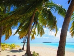 Palmen auf Aitutaki