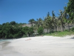 Hohe Palmen auf Bali